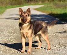 PETTY, Hund, Mischlingshund in Slowakische Republik - Bild 9