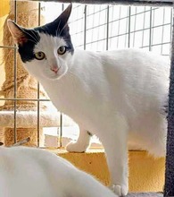 MIGUELON, Katze, Europäisch Kurzhaar in Spanien - Bild 7