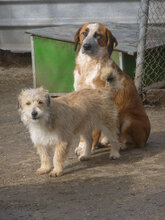 BRUNO, Hund, Mischlingshund in Bulgarien - Bild 10