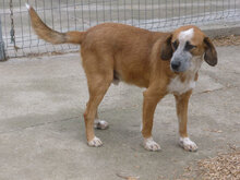 BRUNO, Hund, Mischlingshund in Bulgarien - Bild 15