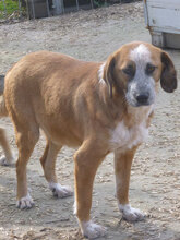 BRUNO, Hund, Mischlingshund in Bulgarien - Bild 17