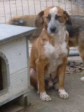 BRUNO, Hund, Mischlingshund in Bulgarien - Bild 18