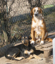 BRUNO, Hund, Mischlingshund in Bulgarien - Bild 2