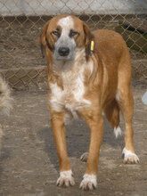 BRUNO, Hund, Mischlingshund in Bulgarien - Bild 4