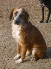 BRUNO, Hund, Mischlingshund in Bulgarien - Bild 5