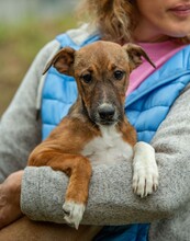 MORTICIA, Hund, Foxterrier-Mix in Ungarn - Bild 1