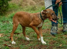 MORTICIA, Hund, Foxterrier-Mix in Ungarn - Bild 10