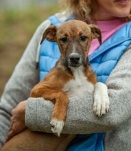 MORTICIA, Hund, Foxterrier-Mix in Ungarn - Bild 11