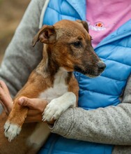 MORTICIA, Hund, Foxterrier-Mix in Ungarn - Bild 12