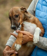 MORTICIA, Hund, Foxterrier-Mix in Ungarn - Bild 2