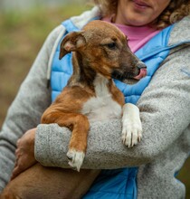 MORTICIA, Hund, Foxterrier-Mix in Ungarn - Bild 3