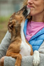 MORTICIA, Hund, Foxterrier-Mix in Ungarn - Bild 4