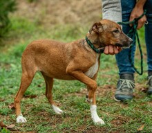 MORTICIA, Hund, Foxterrier-Mix in Ungarn - Bild 5