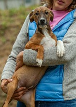 MORTICIA, Hund, Foxterrier-Mix in Ungarn - Bild 6