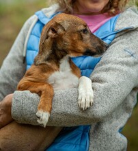 MORTICIA, Hund, Foxterrier-Mix in Ungarn - Bild 7