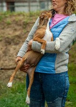 MORTICIA, Hund, Foxterrier-Mix in Ungarn - Bild 8