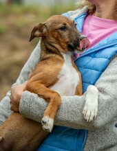 MORTICIA, Hund, Foxterrier-Mix in Ungarn - Bild 9