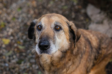 MICK, Hund, Mischlingshund in Kroatien - Bild 1