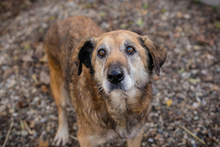 MICK, Hund, Mischlingshund in Kroatien - Bild 2