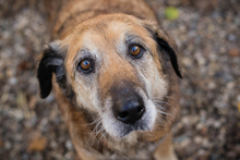 MICK, Hund, Mischlingshund in Kroatien - Bild 3