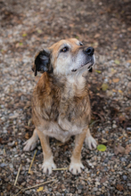 MICK, Hund, Mischlingshund in Kroatien - Bild 4