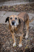 MICK, Hund, Mischlingshund in Kroatien - Bild 5