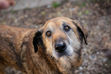 MICK, Hund, Mischlingshund in Kroatien - Bild 6