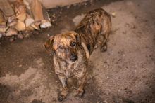 ELSA, Hund, Mischlingshund in Kroatien - Bild 1