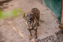 ELSA, Hund, Mischlingshund in Kroatien - Bild 2