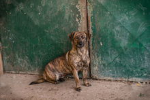 ELSA, Hund, Mischlingshund in Kroatien - Bild 4