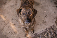 ELSA, Hund, Mischlingshund in Kroatien - Bild 5