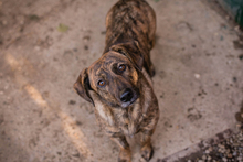 ELSA, Hund, Mischlingshund in Kroatien - Bild 7