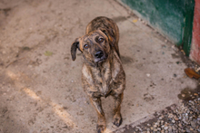 ELSA, Hund, Mischlingshund in Kroatien - Bild 8
