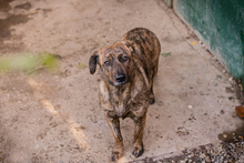 ELSA, Hund, Mischlingshund in Kroatien - Bild 9
