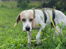 REMO, Hund, English Pointer in Italien - Bild 1