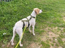 REMO, Hund, English Pointer in Italien - Bild 2