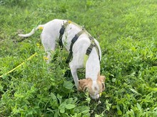 REMO, Hund, English Pointer in Italien - Bild 3