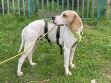 REMO, Hund, English Pointer in Italien - Bild 4