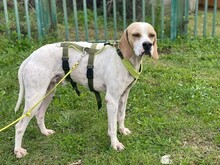 REMO, Hund, English Pointer in Italien - Bild 5