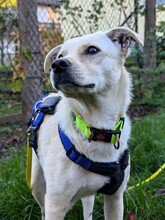 NEJO, Hund, Mischlingshund in Waldsolms