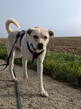NEJO, Hund, Mischlingshund in Waldsolms - Bild 10