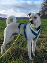 NEJO, Hund, Mischlingshund in Waldsolms - Bild 11