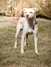 NEJO, Hund, Mischlingshund in Waldsolms - Bild 14