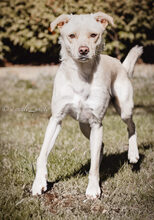 NEJO, Hund, Mischlingshund in Waldsolms - Bild 15