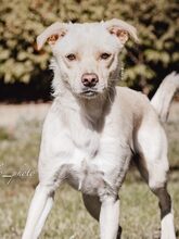 NEJO, Hund, Mischlingshund in Waldsolms - Bild 16