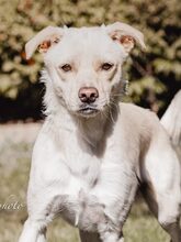 NEJO, Hund, Mischlingshund in Waldsolms - Bild 17