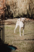 NEJO, Hund, Mischlingshund in Waldsolms - Bild 18