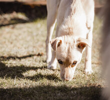 NEJO, Hund, Mischlingshund in Waldsolms - Bild 19