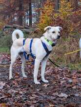 NEJO, Hund, Mischlingshund in Waldsolms - Bild 2