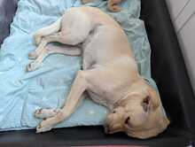 NEJO, Hund, Mischlingshund in Waldsolms - Bild 20
